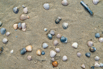 Fototapeta na wymiar Shells on a dutch beach in the Netherlands.