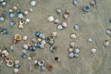 Shells on a dutch beach in the Netherlands.