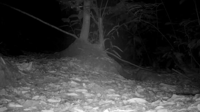 night wildlife. wild margay in the rainforest. Amazon nocturnal animal