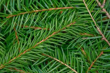 Background of green spruce branches close up