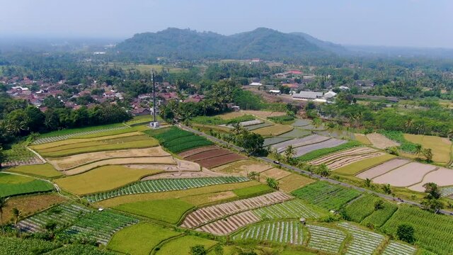 Cultivation and rice fields in Ngawen village countryside, Muntilan in Indonesia. Aerial forward