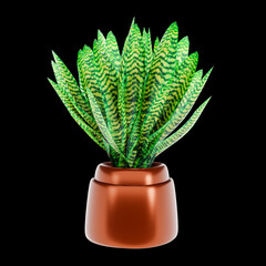 Green plant in a pot