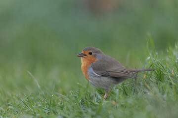 European robin Erithacus rubecula in close view