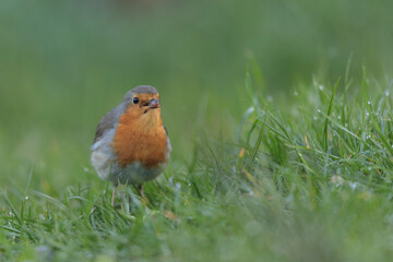 European robin Erithacus rubecula in close view