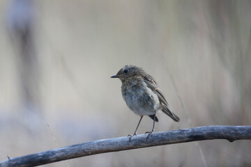 European robin Erithacus rubecula in close view