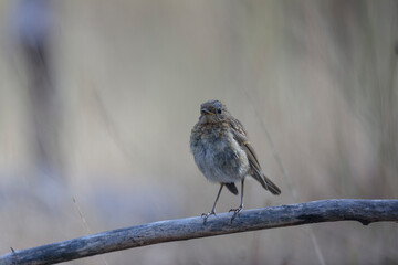 European robin Erithacus rubecula in close view