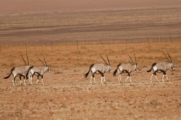 Oryxe im Namib Naukluft Park