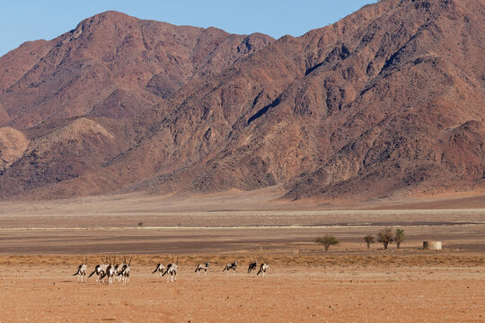 Oryxe im Namib Naukluft Park