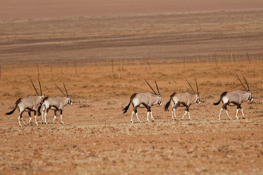 Oryxe im Namib Naukluft Park