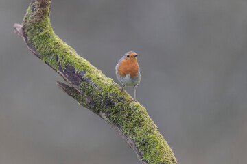 European robin Erithacus rubecula in close view