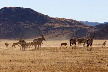Fototapeta na wymiar Oryxe im Namib Naukluft Park