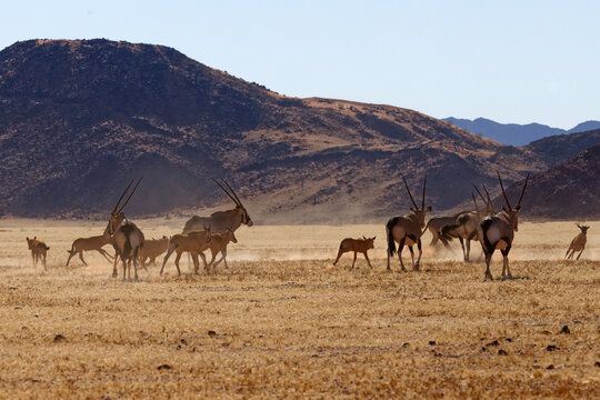 Oryxe im Namib Naukluft Park