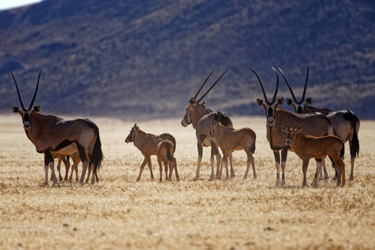 Oryxe im Namib Naukluft Park