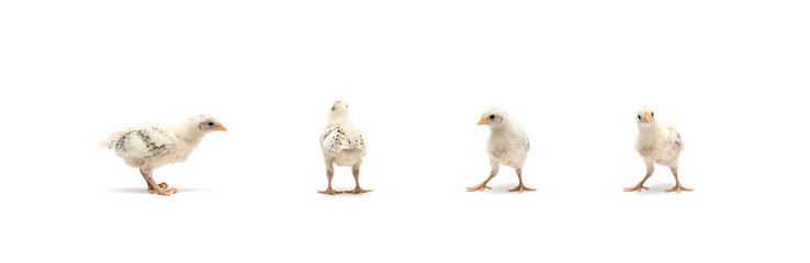 The isolated little baby HAMBURG Chick team in the row, standing on white cloth background. They are recognised in Germany and Holland.