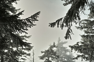 silhouette of a tree