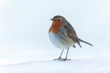 European robin Erithacus rubecula in close view