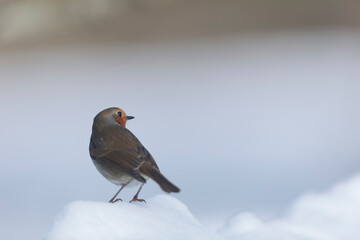 European robin Erithacus rubecula in close view