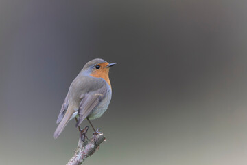 European robin Erithacus rubecula in close view