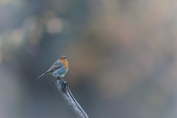 European robin Erithacus rubecula in close view