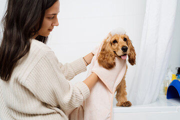 Cocker spaniel tacking a bath with his human in the bath tub. Woman using a towel to comfort her pet