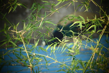 Nature above locality 