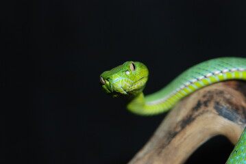 close up of a green snake