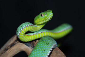 snake in the grass