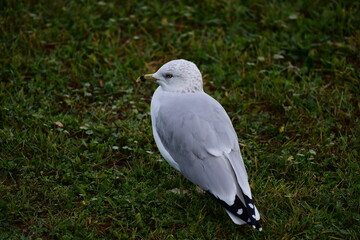 seagull on the grass