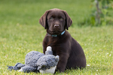 labrador retriever puppy playing