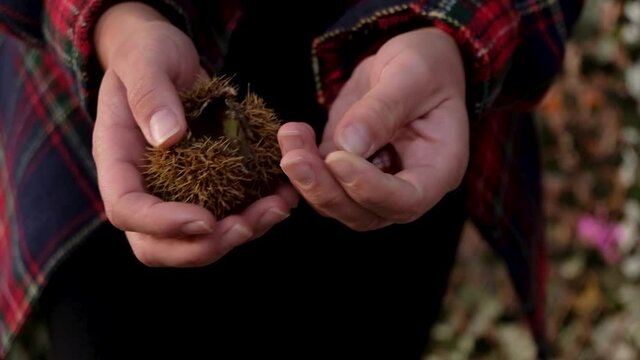 Close-up of a hand extracting the chestnut from the inside of the hedgehog that protects it
