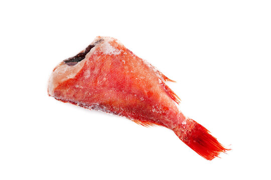 Top view on frozen headless red snapper covered with ice. Frozen redfish isolated on white background.