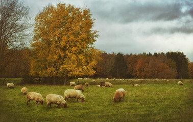 in der Eifel