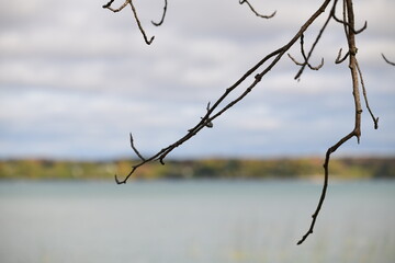 branches of a tree