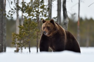 Obraz na płótnie Canvas Brown bear on snow early at spring, powerful pose