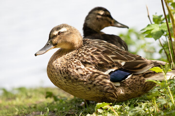 duck in the grass