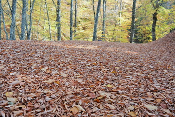 Autumn scenery in Uludag National Park, Turkey