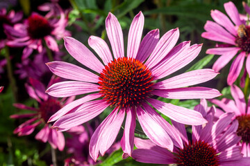 Obraz premium Echinacea purpurea 'Praire Splendor' a summer flowering plant with a pink red summertime flower from July to September commonly known as Cone Flower, stock photo image