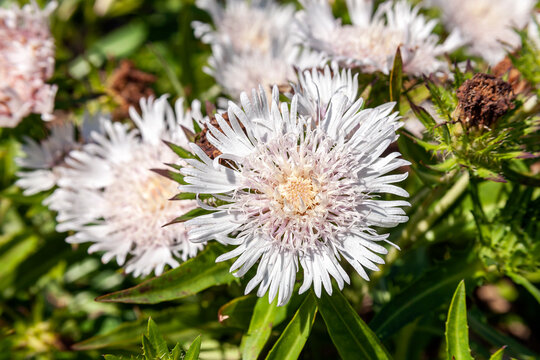 Stokesia Laevis 'Silver Moon' a summer autumn fall flowering plant with a white summertime flower commonly known as Stoke's Aster, stock photo image