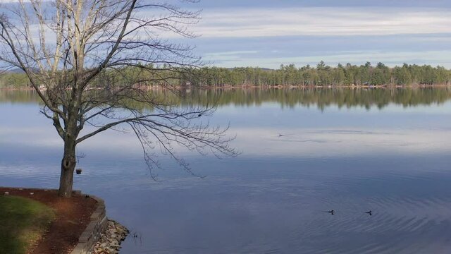 Aerial footage of Square Pond with, loons, tree with reflection, steady, calm scene. Drone, Aerial, 4k, Southern Maine.