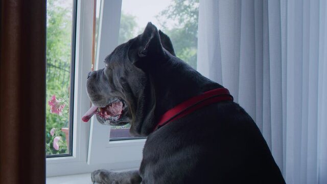 Side view of cane corso dog looking at the window while standing on windowsill. Beautiful nature, flowers and trees outside.