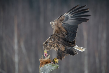 White-Tailed Eagle On Bait. A Bird Of Prey Devours Its Prey.Eagle Flaps Its Wings. Wildlife Of Belarus In Winter. - 472028430
