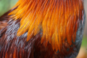 Closed up of bantam feathers soft , bright colors and beautiful (selective focus)