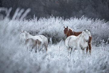 Great Siberian Horses In The Pasture,West Siberia, Altai Mountains.Herd Of Altai Free Grazing Adult Equines  Of Various Colors And A Foal In Autumn Morning Among The Grass In Snow-White Hoarfrost.  - 472028634