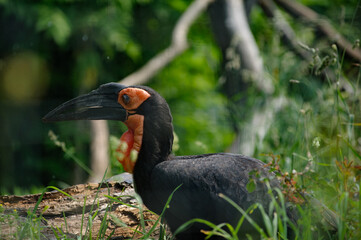 Southern Ground-Hornbill in greenery
