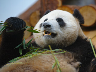 Cute adult panda eating the bamboo leaves