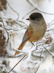 Siberian jay