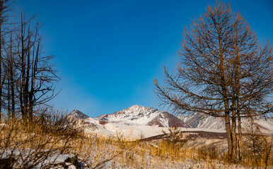 landscape with trees
