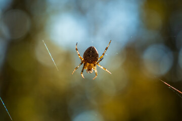 A fat spider with a cross on its back hangs from a web in an autumn forest. Close-up.