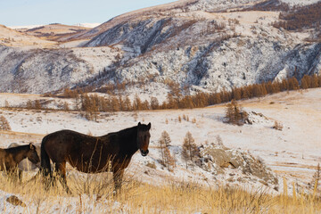horse in the mountains