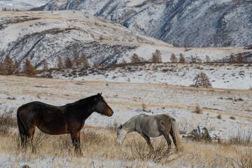 horses in the snow